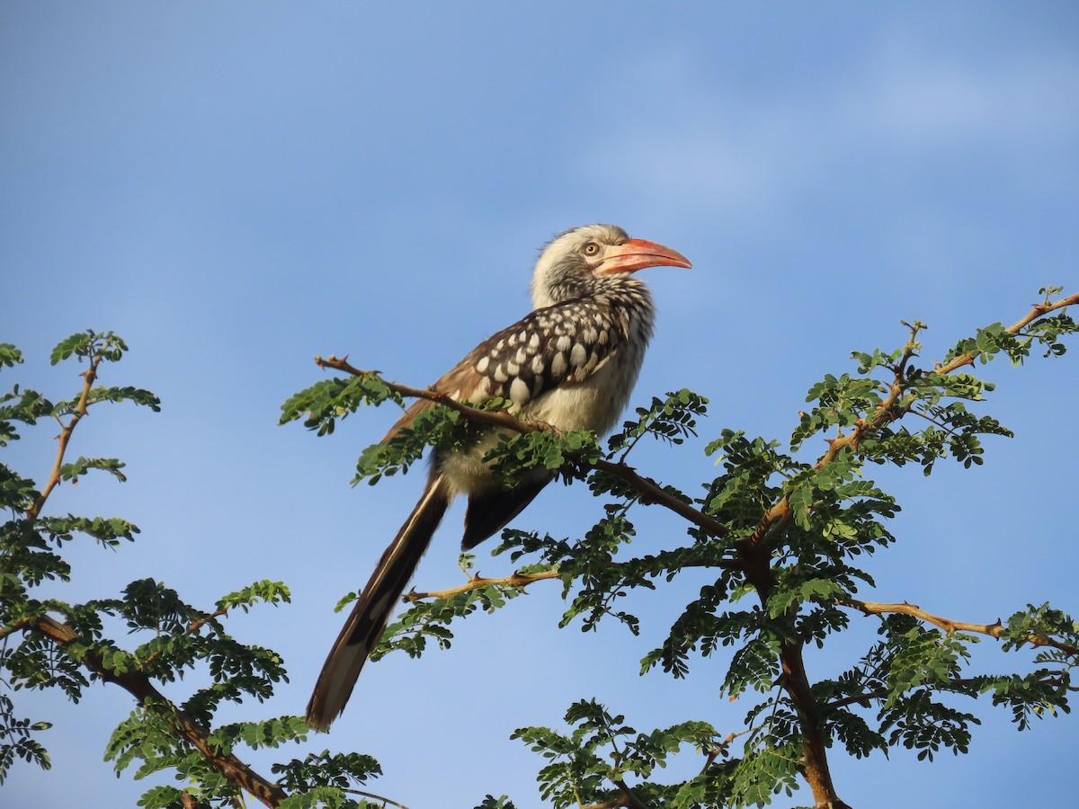Southern Red-billed Hornbill - ML646634833