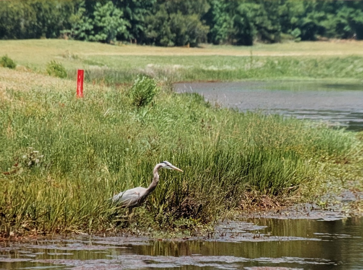 אנפה אמריקנית - ML646634834