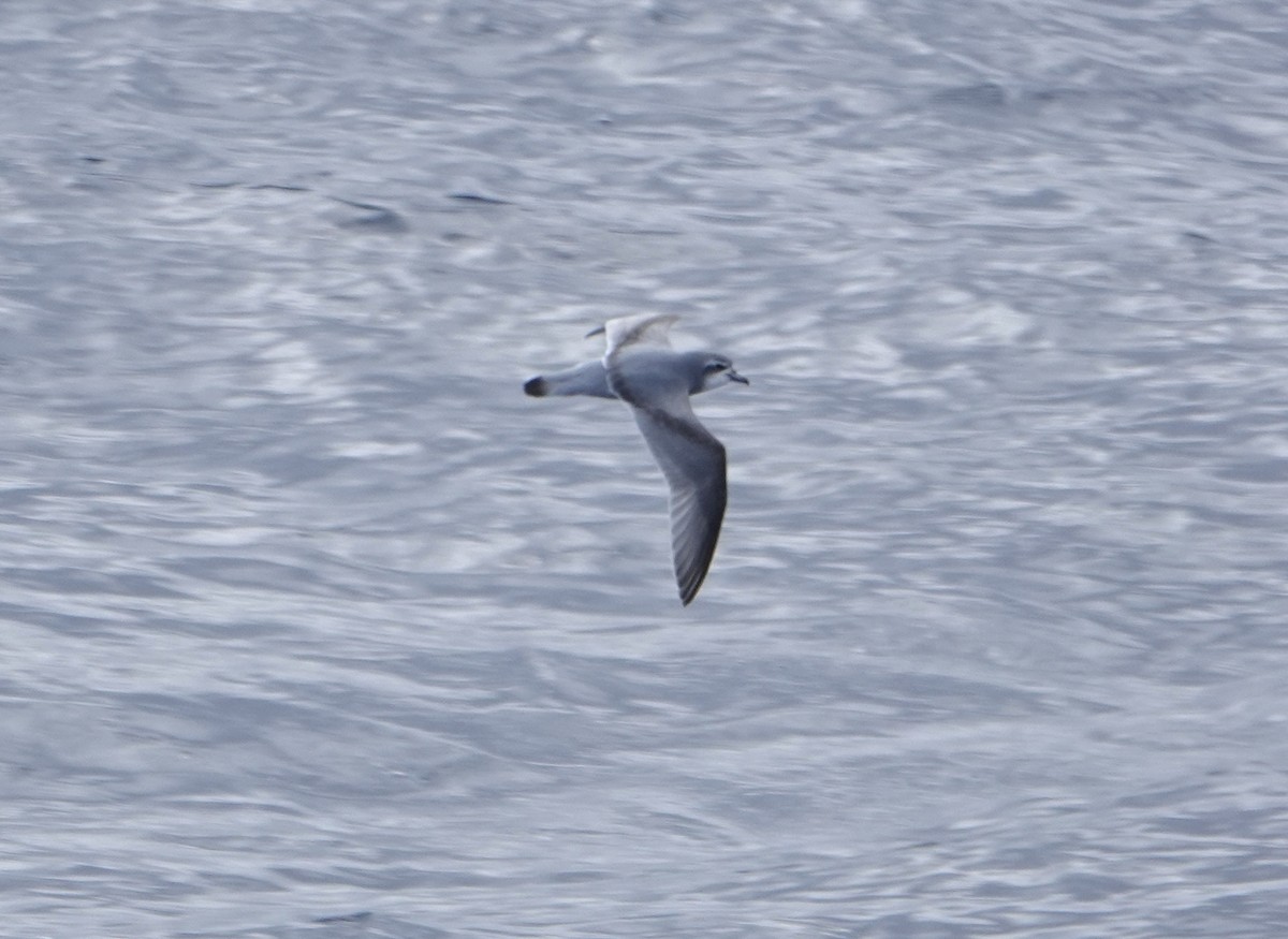 Slender-billed Prion - ML646634835