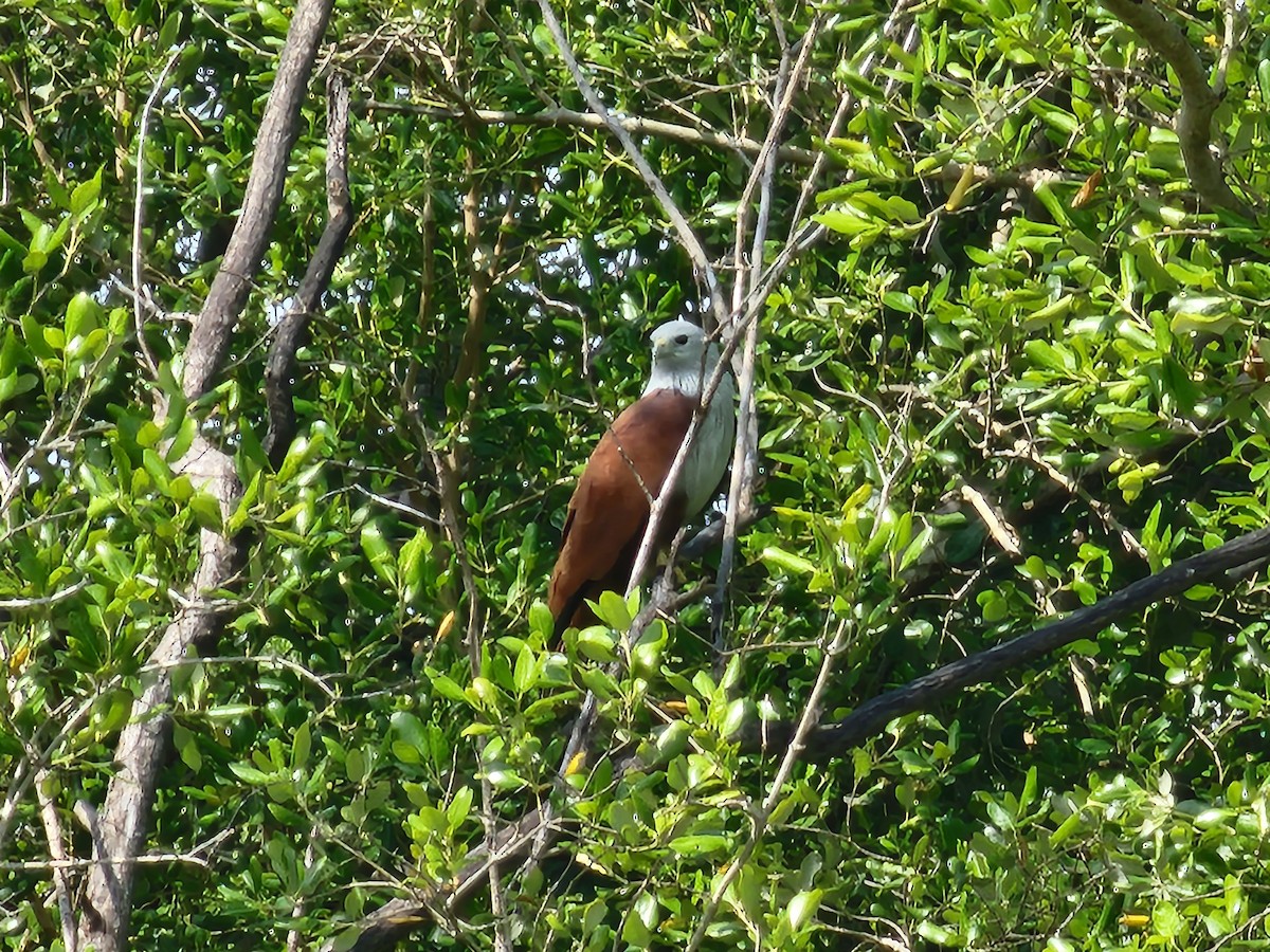Brahminy Kite - ML646634837