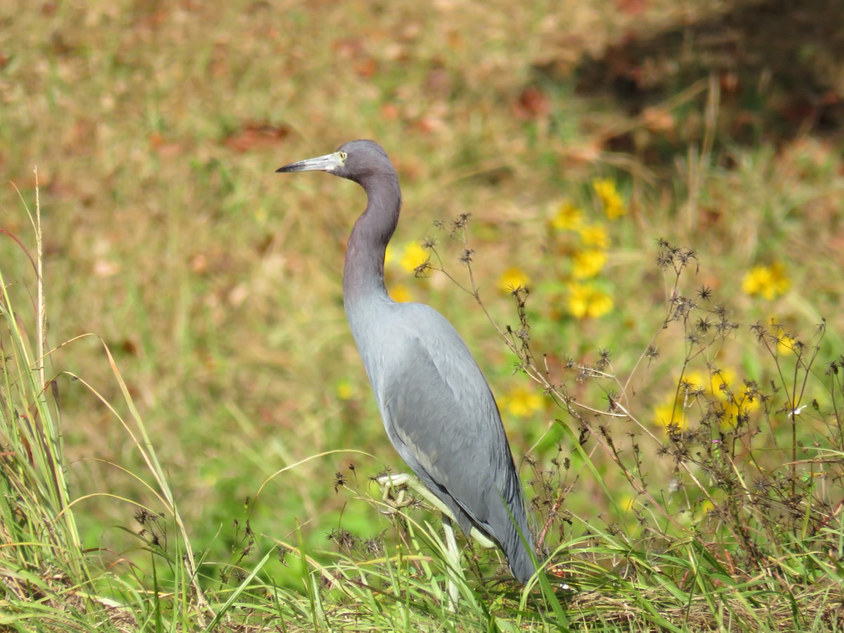 Little Blue Heron - ML646634841