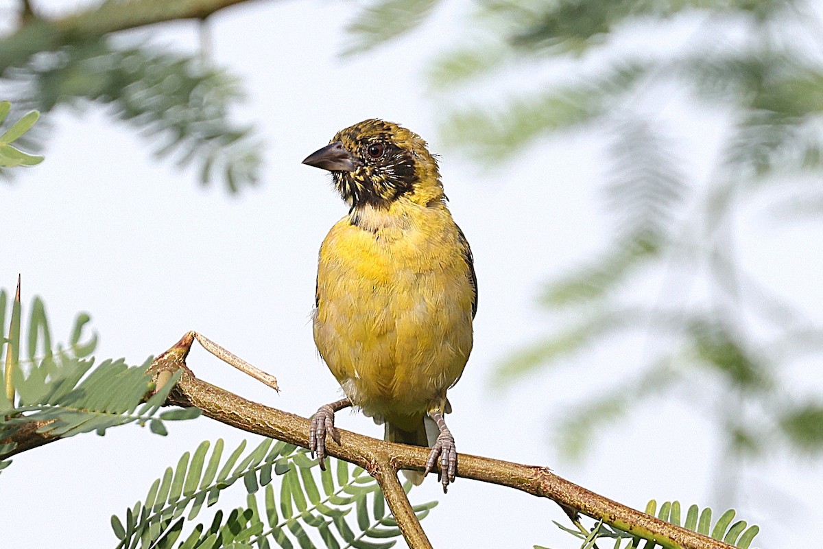 Black-headed Weaver - ML646634842