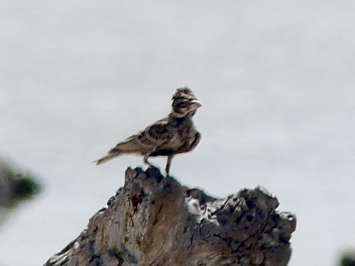 Chestnut-backed Sparrow-Lark - ML646634843