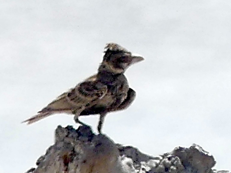 Chestnut-backed Sparrow-Lark - ML646634844