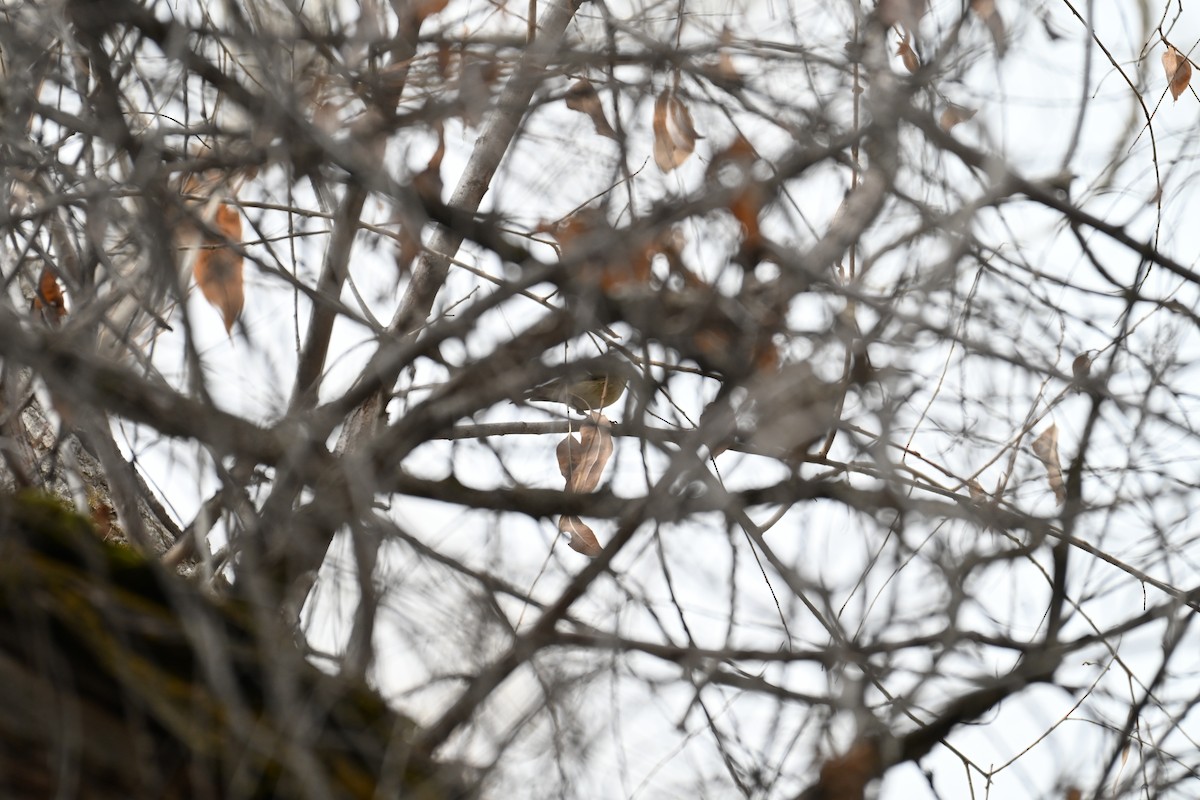 Ruby-crowned Kinglet - ML646634845