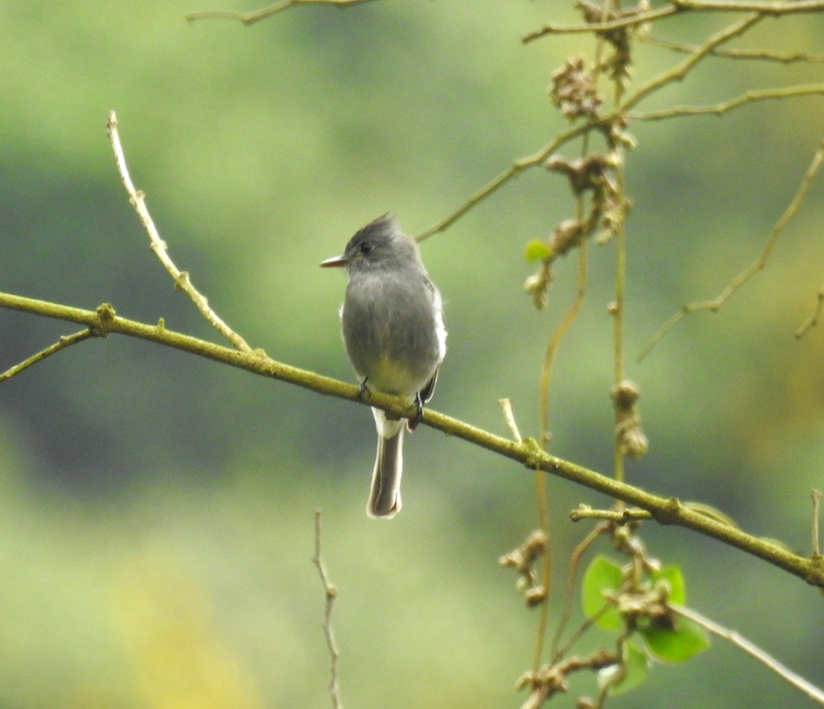 Moucherolle bistré - ML646634846