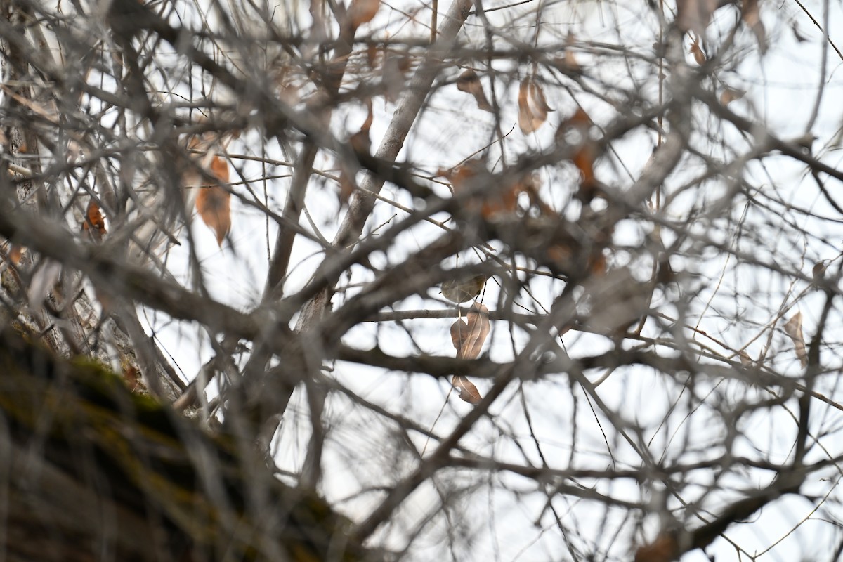 Ruby-crowned Kinglet - ML646634847