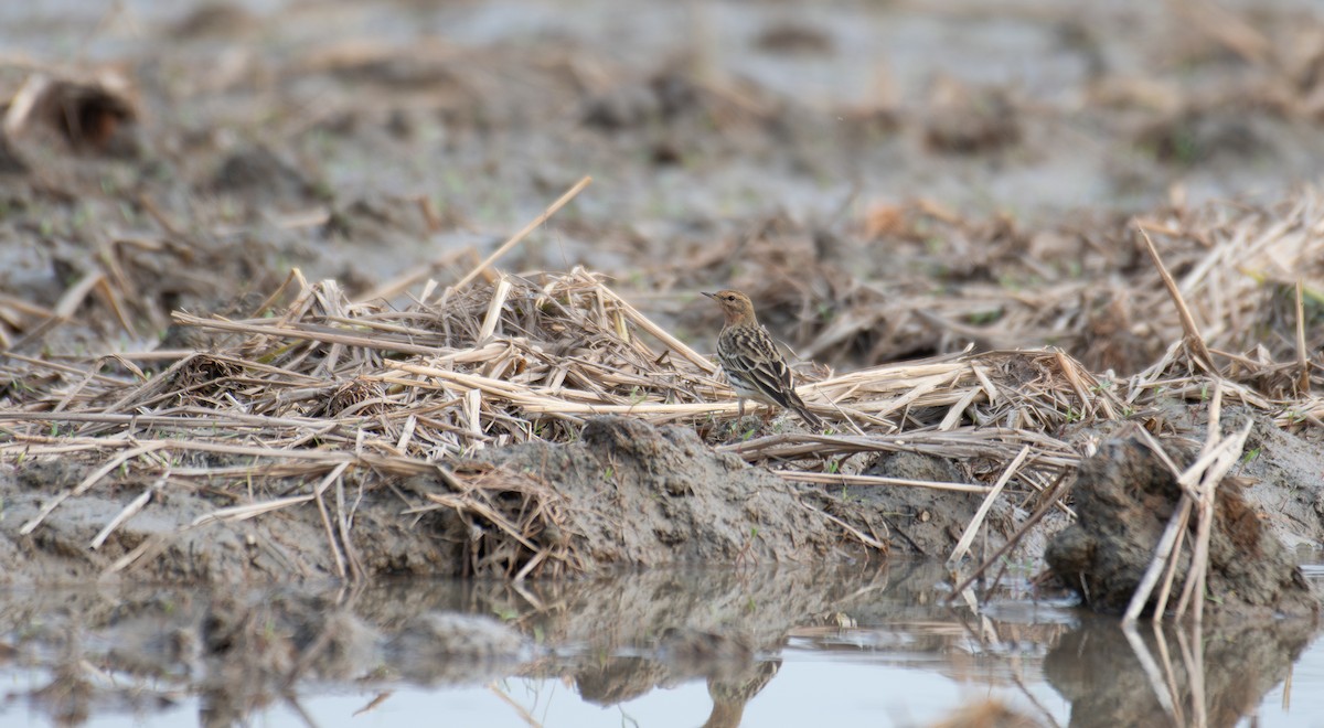 Txirta lepagorria - ML646634848