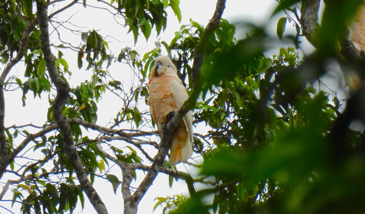 Salmon-crested Cockatoo - ML646634849