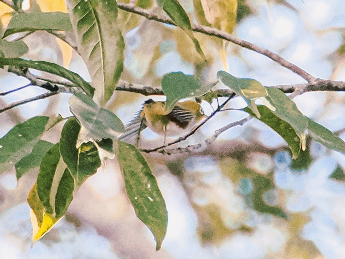 Chestnut-flanked White-eye - ML646634850