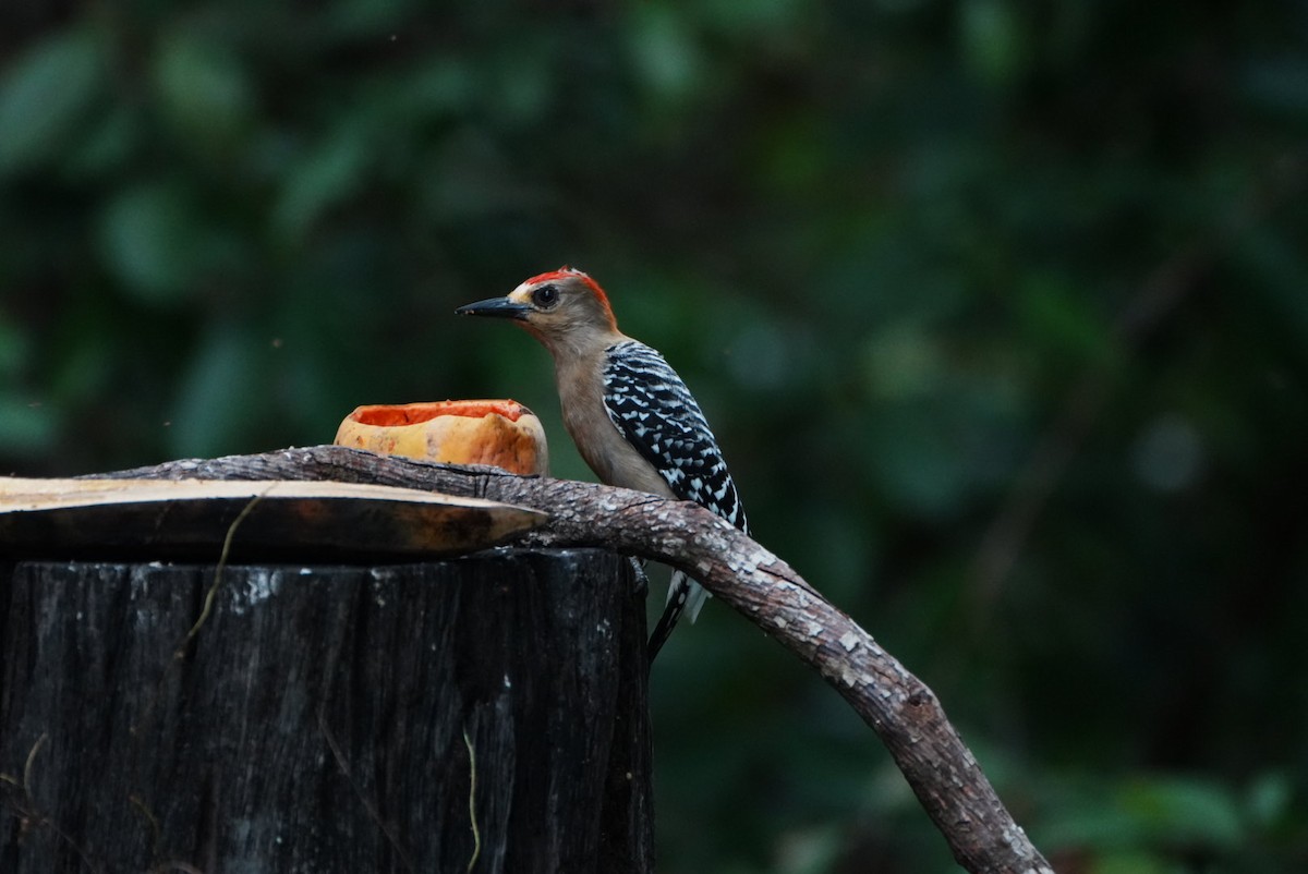 Red-crowned Woodpecker - ML646634854