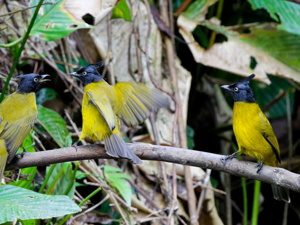 Black-crested Bulbul - ML646634855