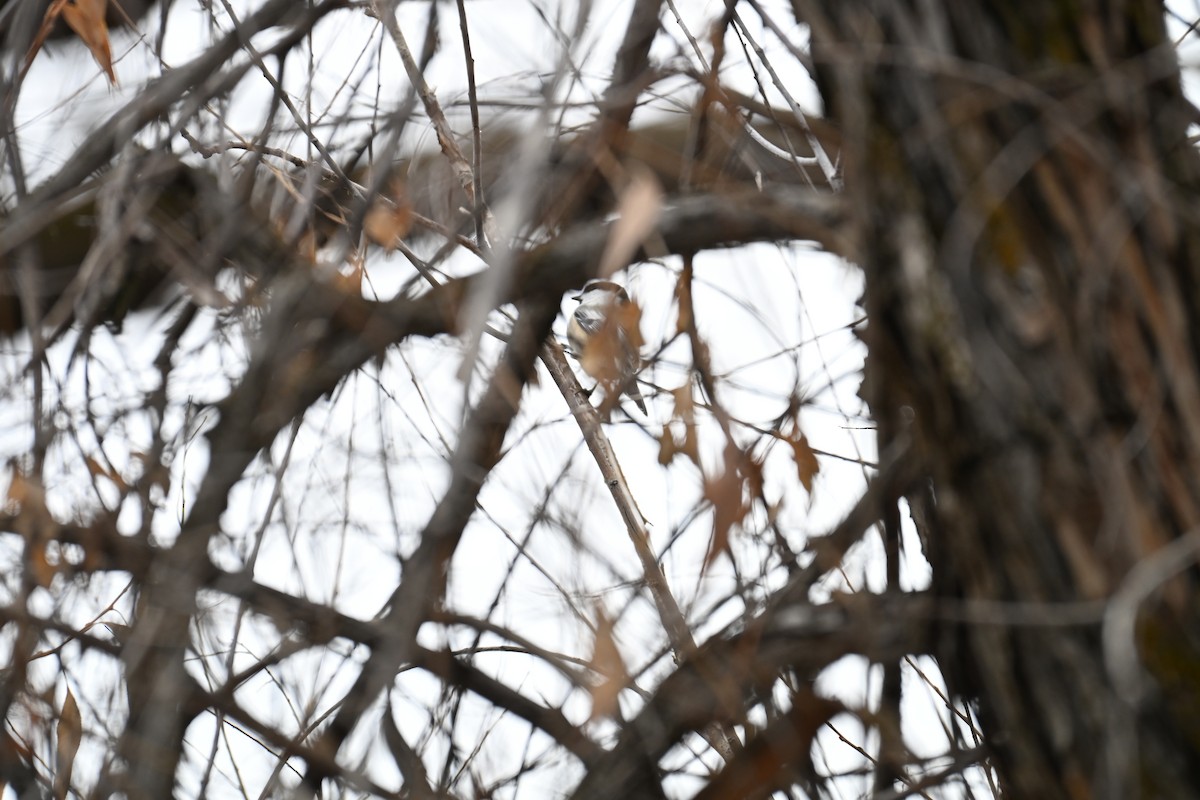 Black-capped Chickadee - ML646634857