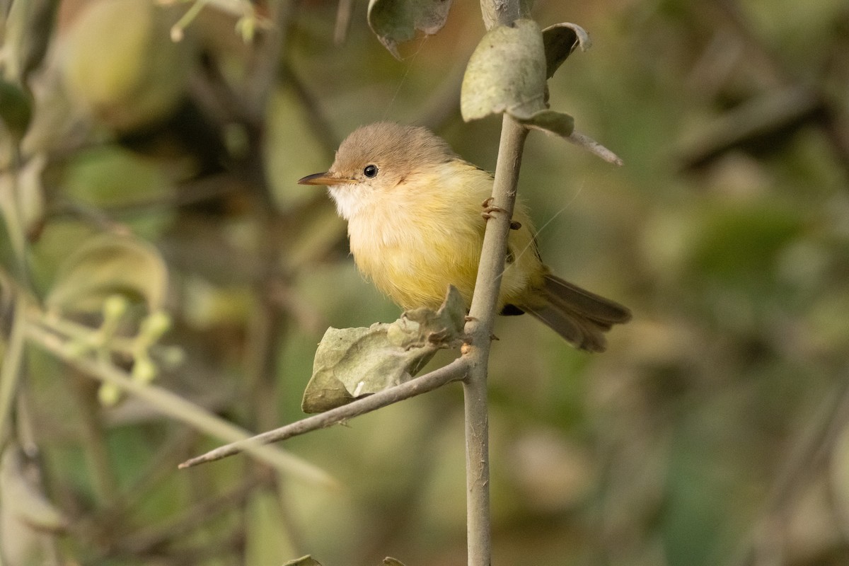 Senegal Eremomelası - ML646634858