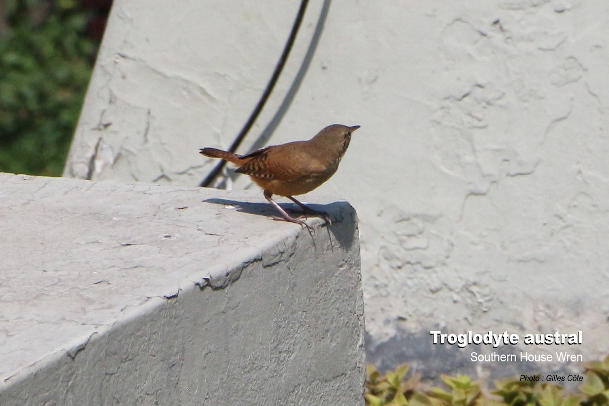 Southern House Wren - ML646634859