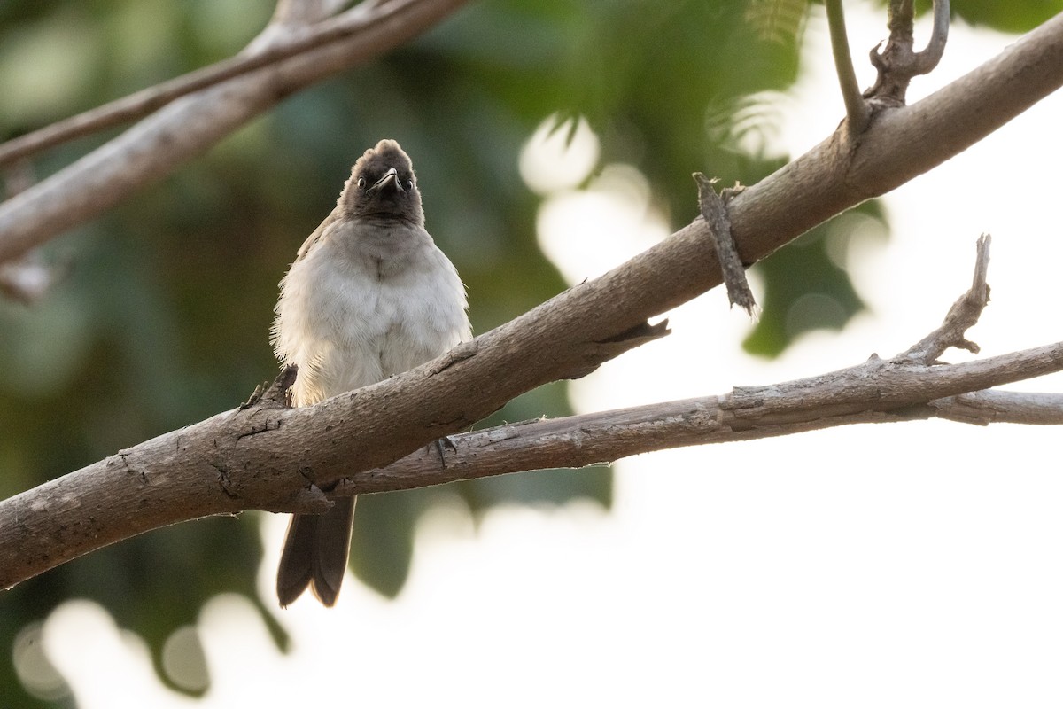 Esmer Arapbülbülü - ML646634861