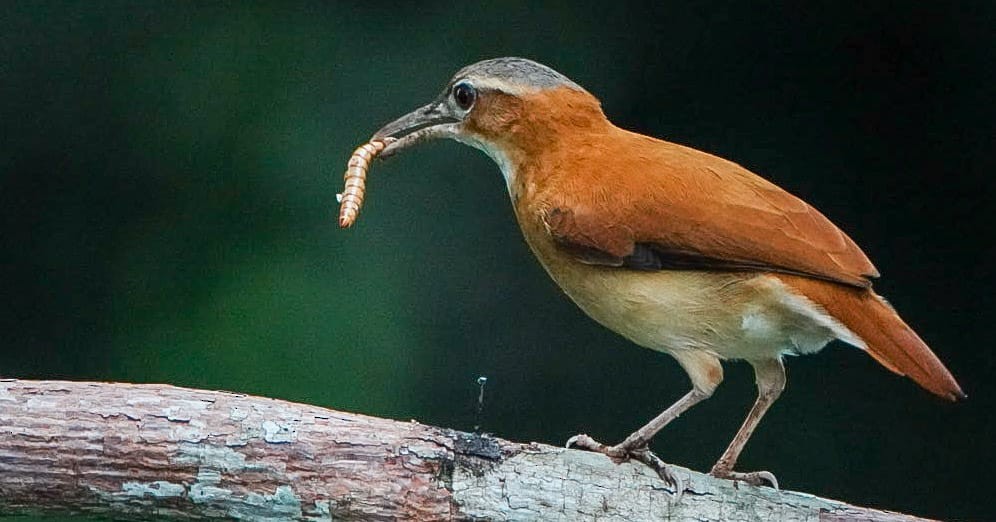 Caribbean Hornero - ML646634862