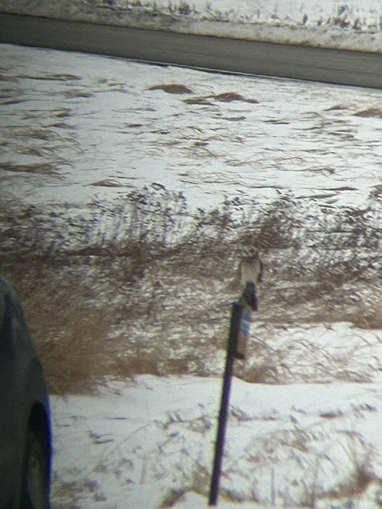 Gufo di palude - ML646634864