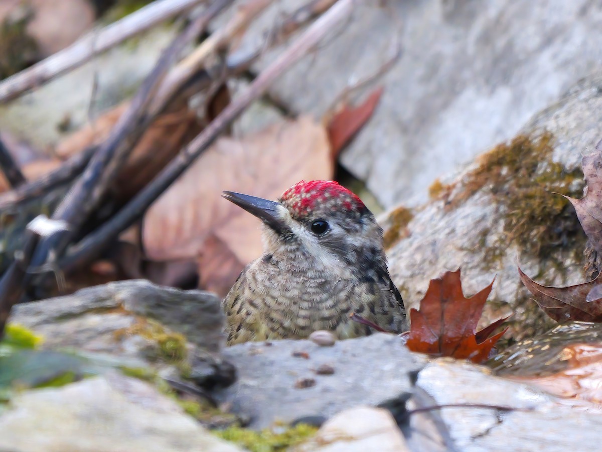 Sarı Karınlı Ağaçkakan - ML646634865