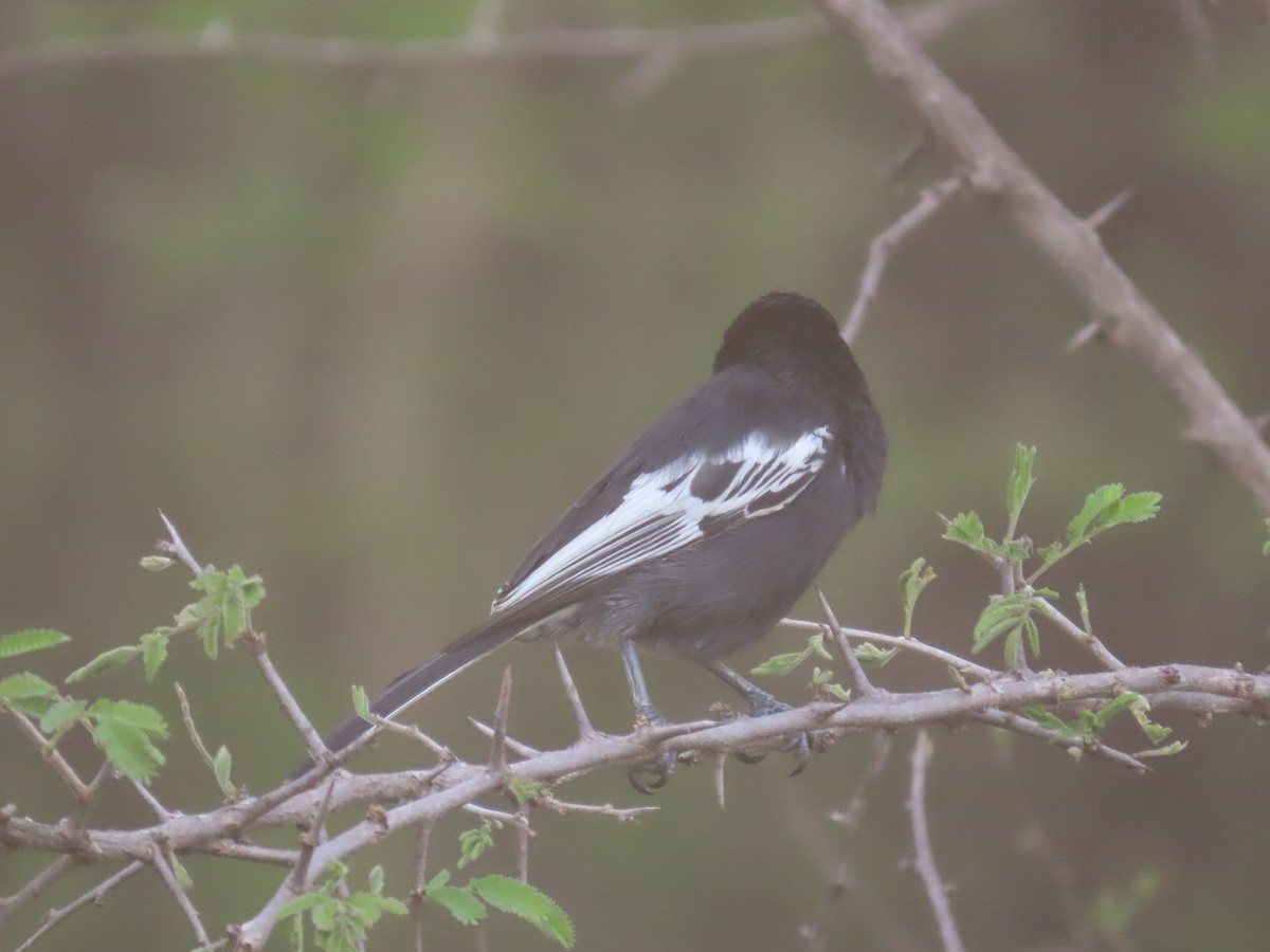 Southern Black-Tit - ML646634866