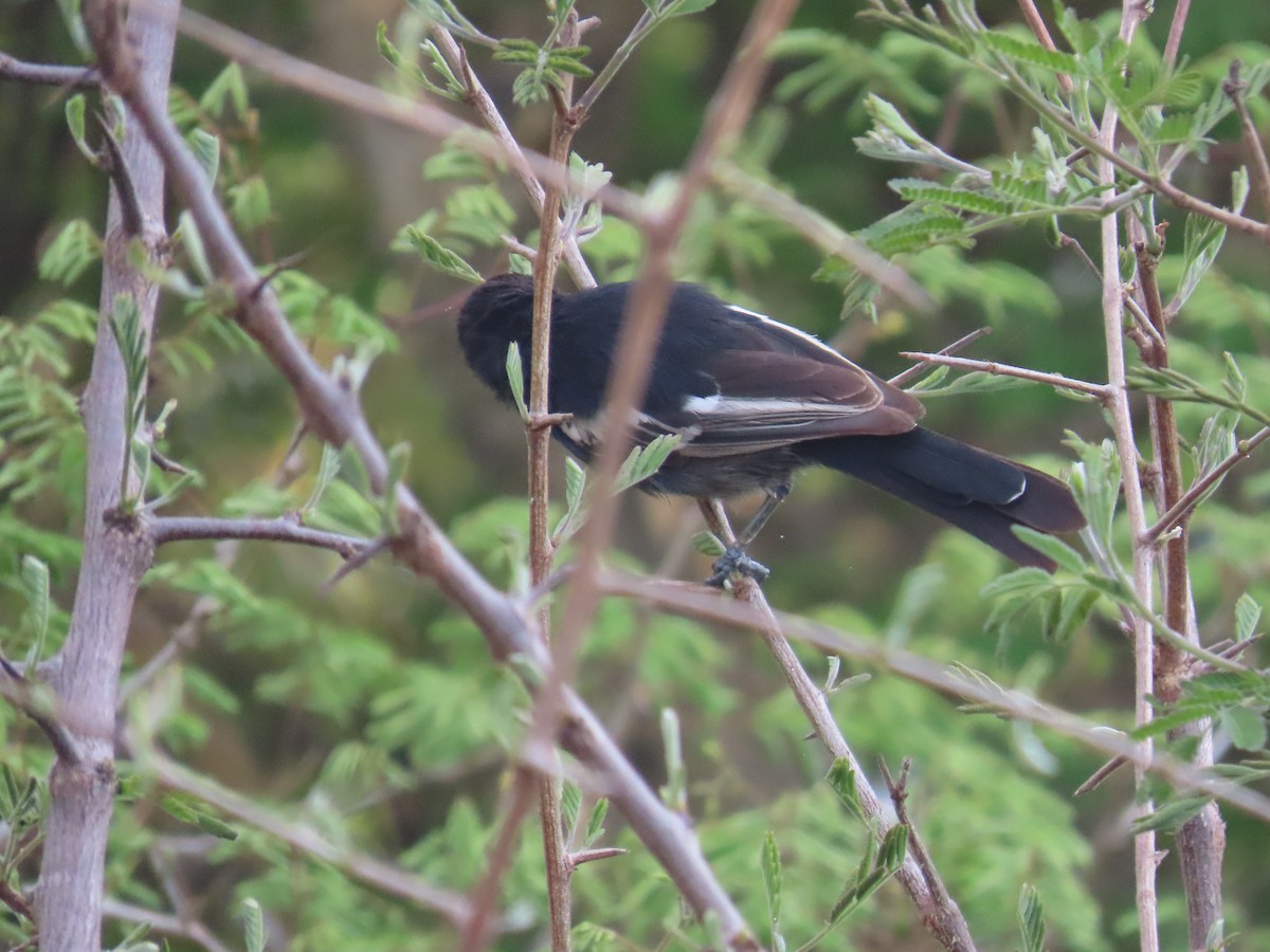 Southern Black-Tit - ML646634867