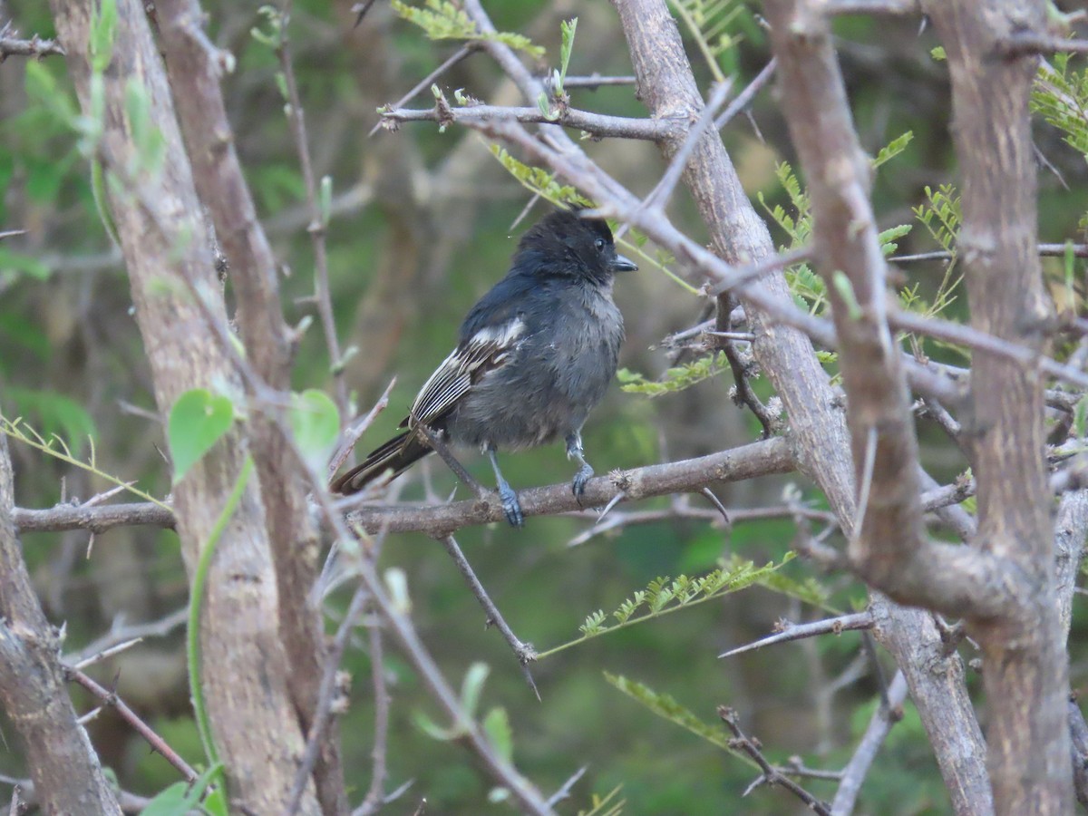 Southern Black-Tit - ML646634868