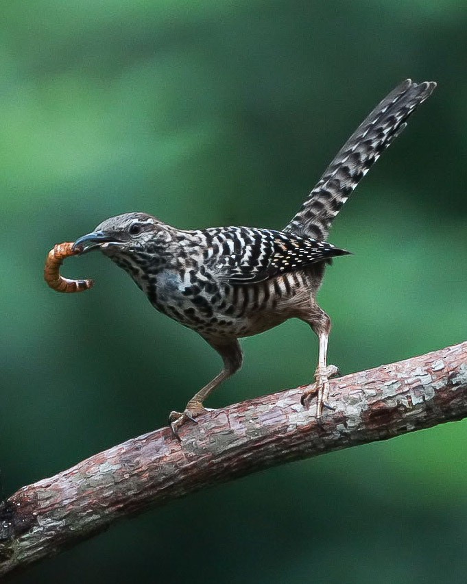 Band-backed Wren - ML646634869