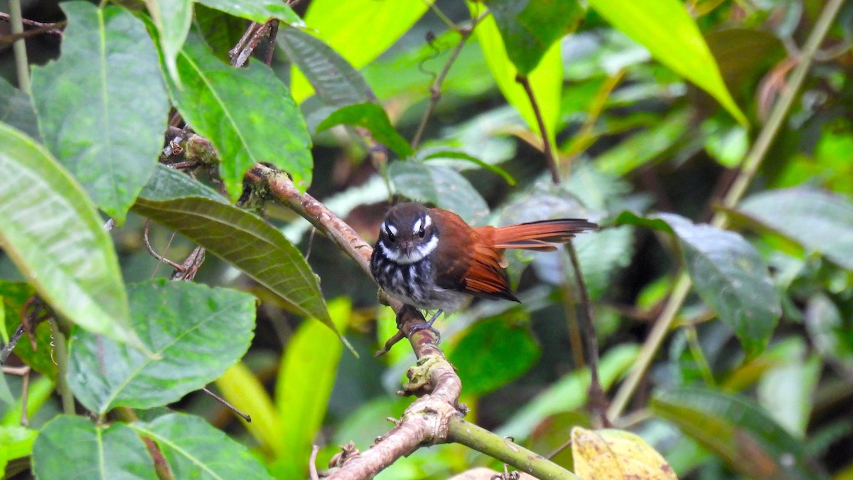 Streak-breasted Fantail - ML646634871
