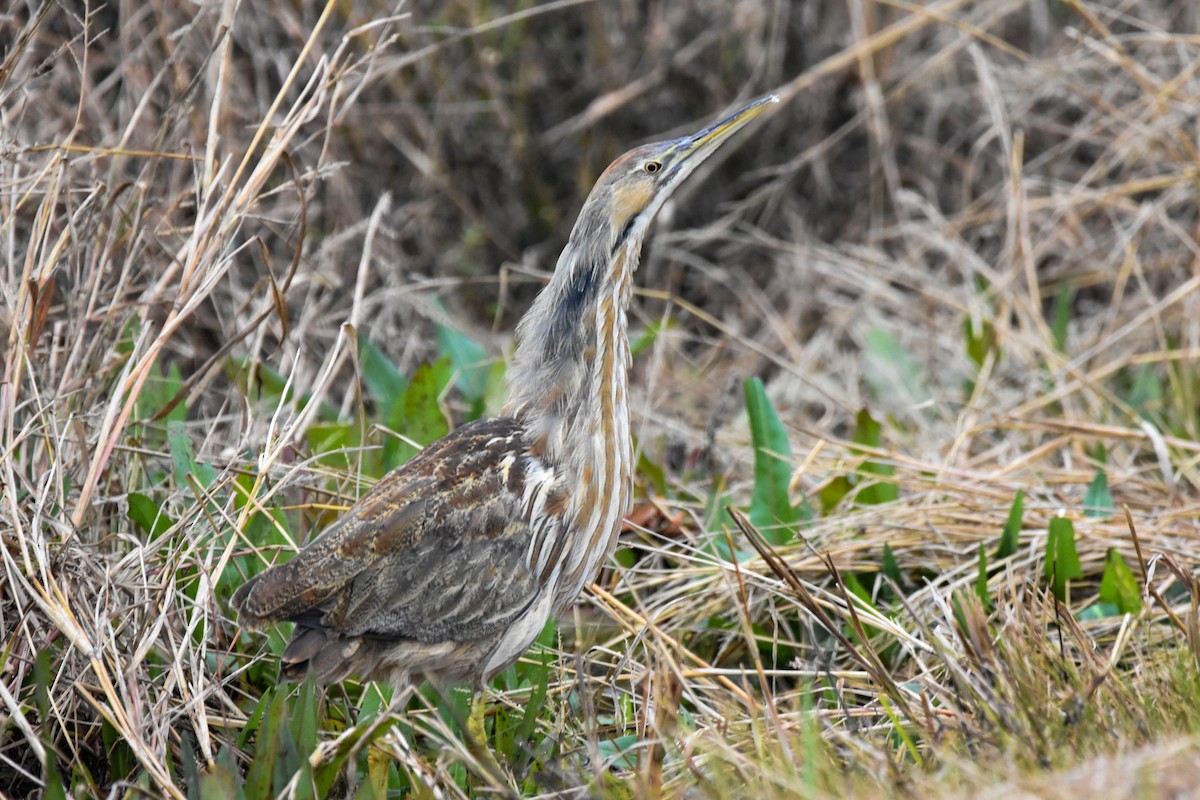 Schwarzbart-Rohrdommel - ML646634873