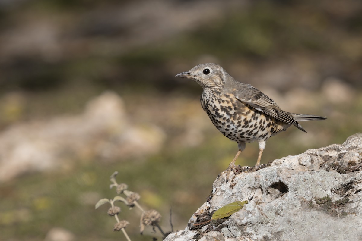 Mistle Thrush - ML646634874