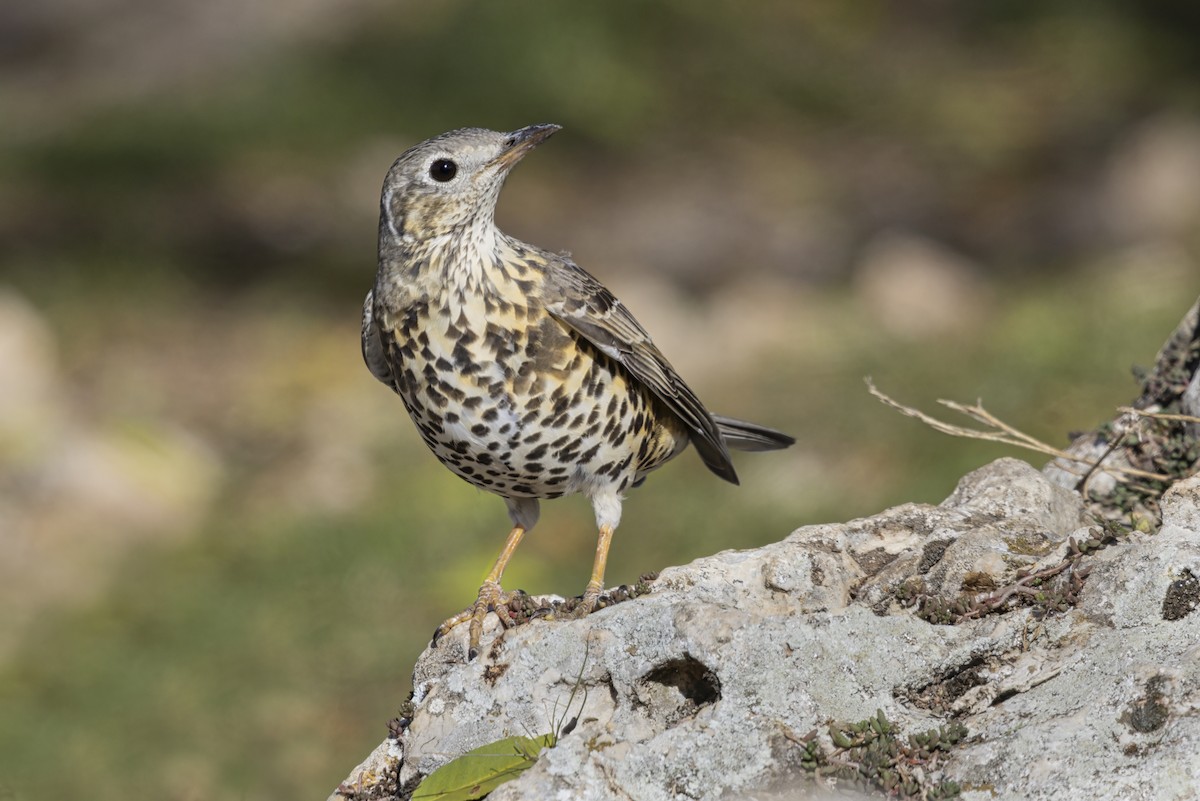 Mistle Thrush - ML646634875