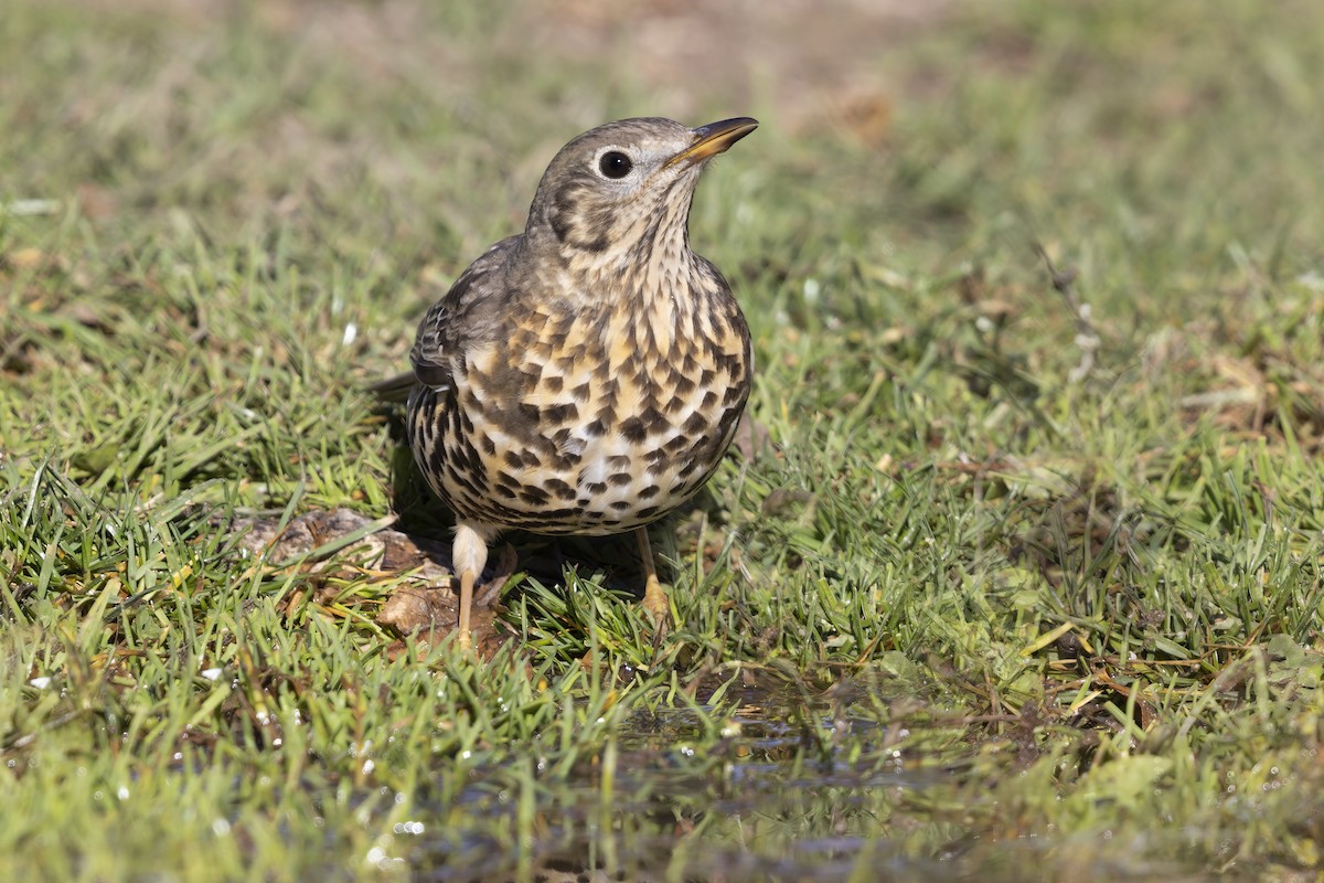 Mistle Thrush - ML646634877