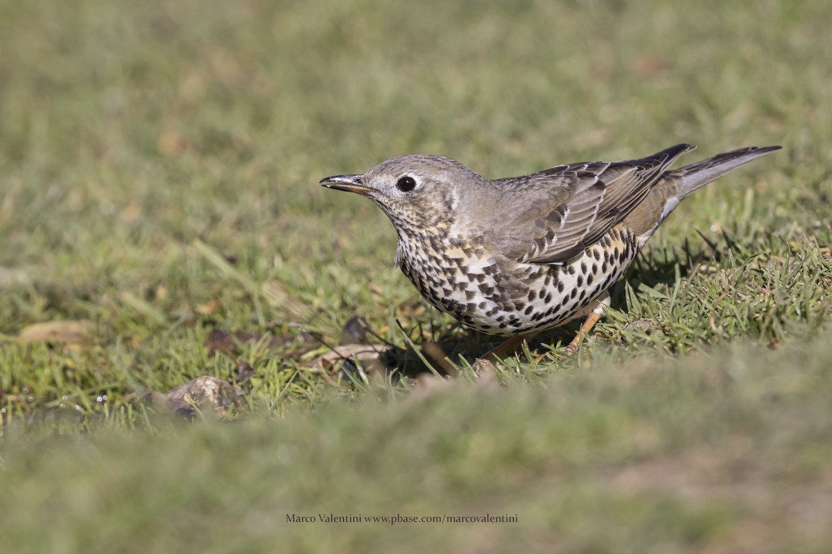 Mistle Thrush - ML646634878