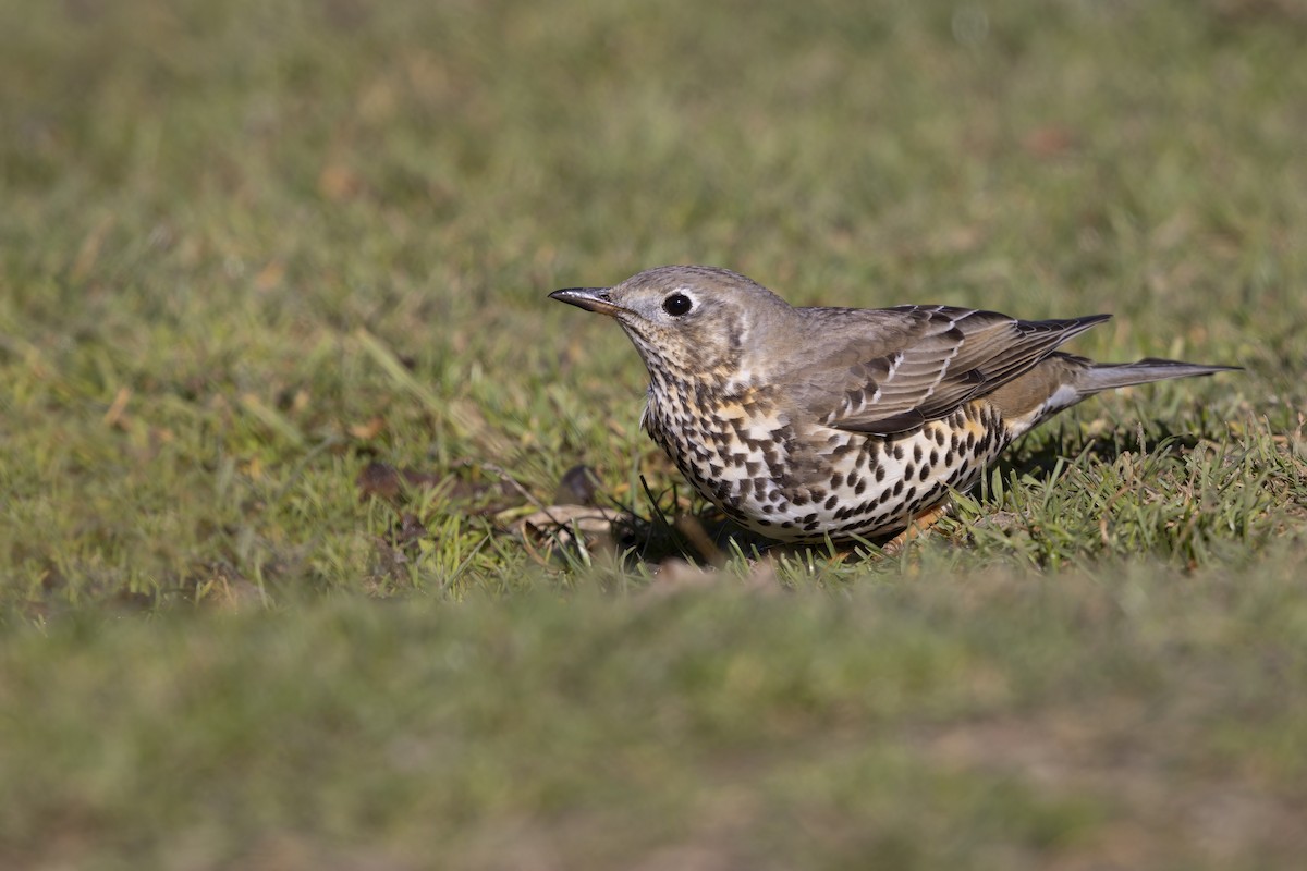 Mistle Thrush - ML646634879