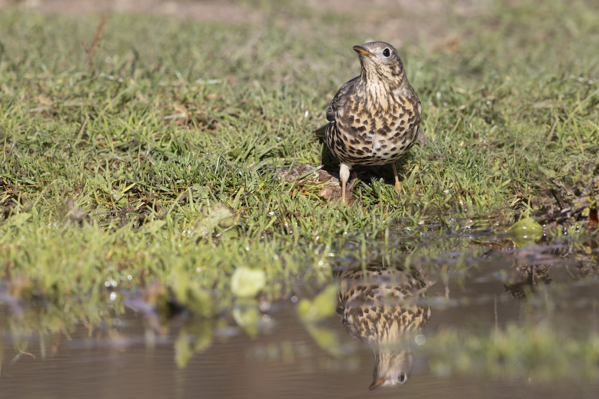 Mistle Thrush - ML646634880