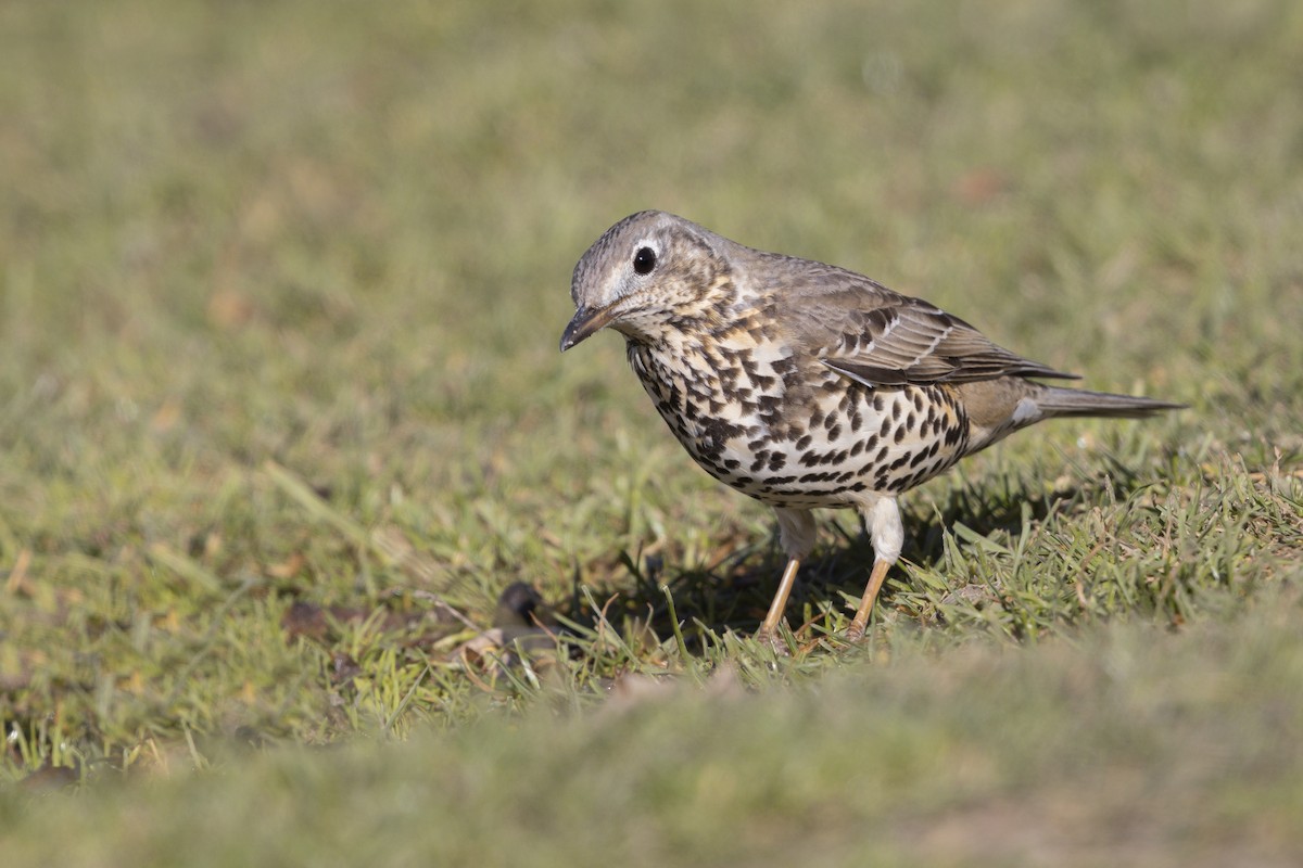Mistle Thrush - ML646634881