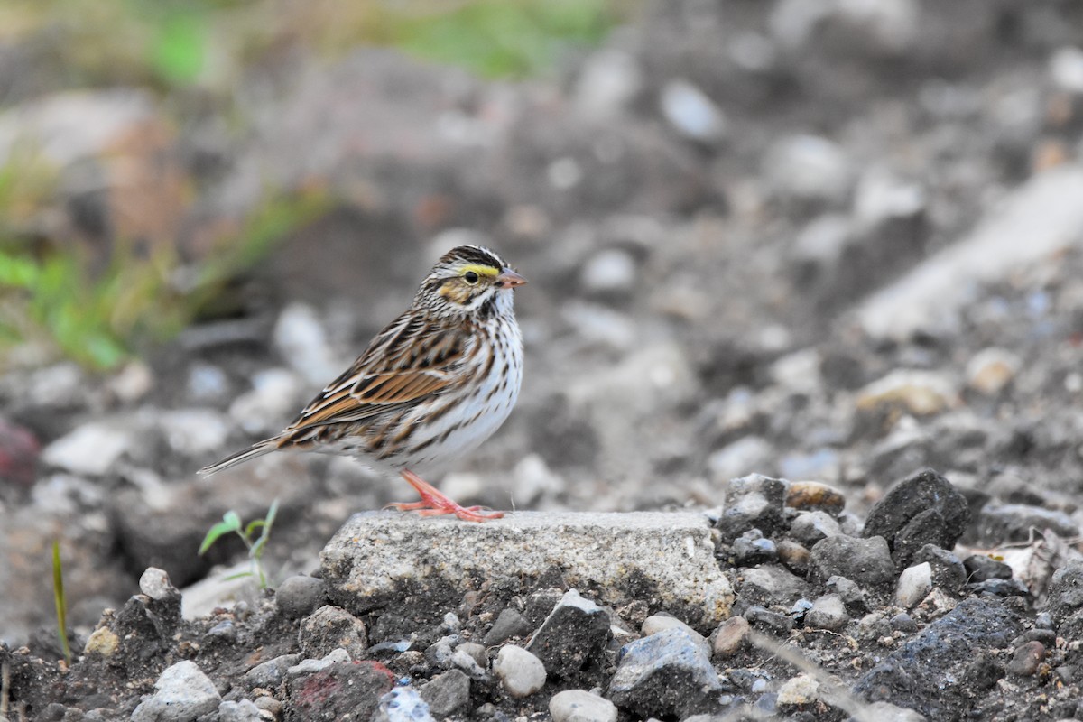 Grasammer - ML646634882