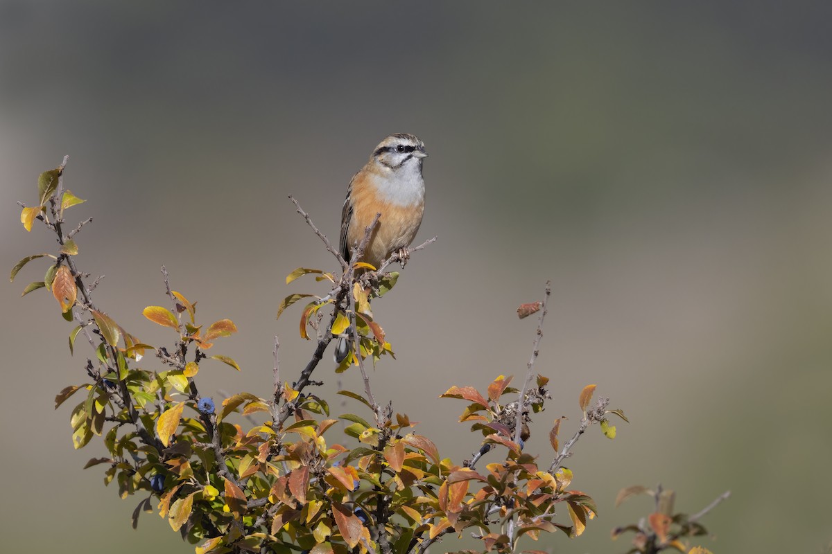 Rock Bunting - ML646634883