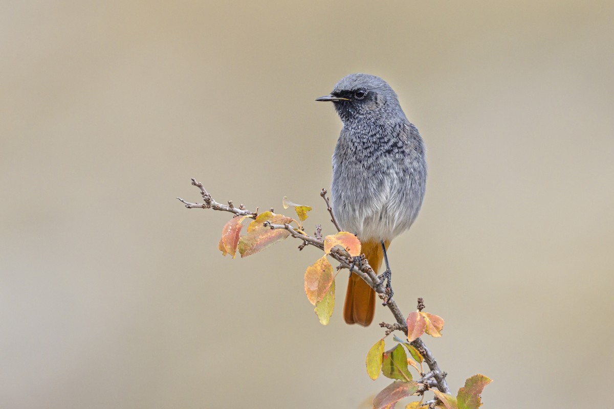 Black Redstart - ML646634885