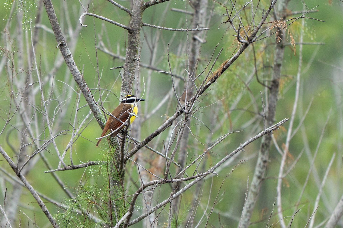 Great Kiskadee - ML646634886