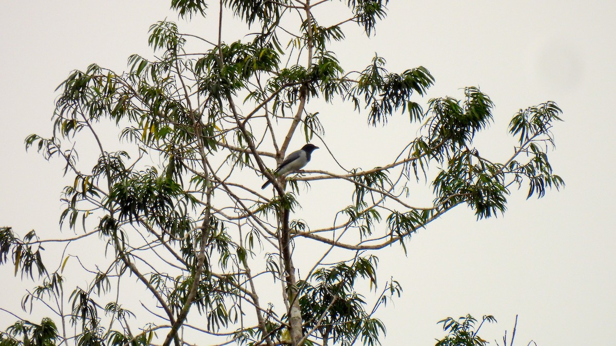Moluccan Cuckooshrike - ML646634887