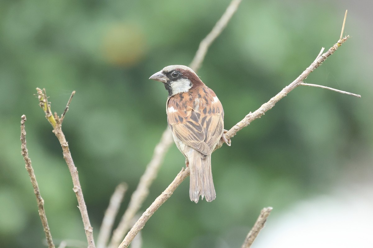 Gorrión Común - ML646634892