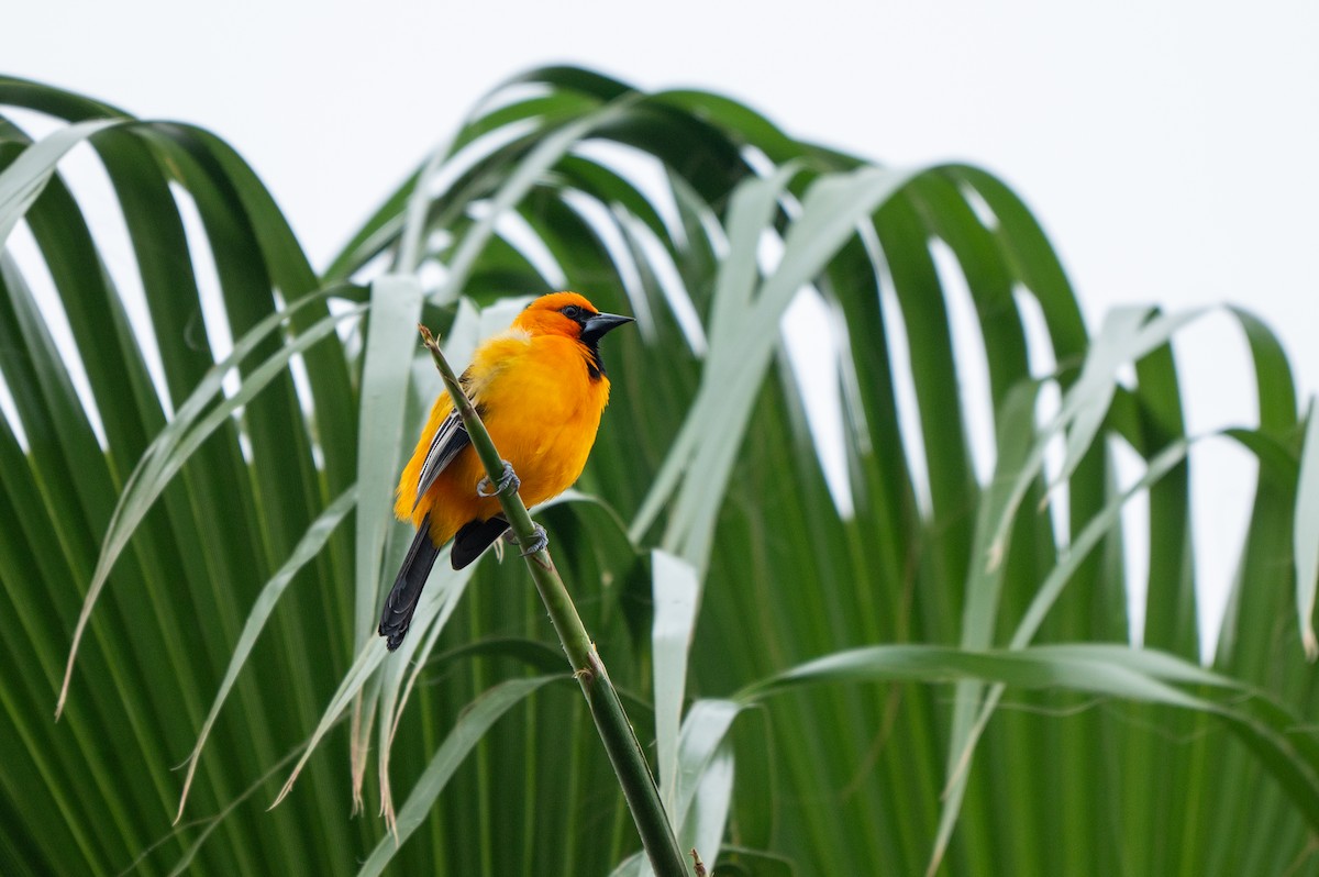 Altamira Oriole - ML646634896