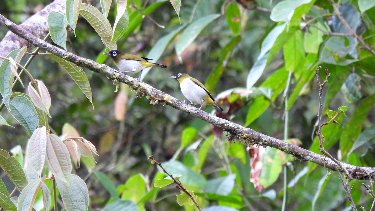 Seram White-eye - ML646634897