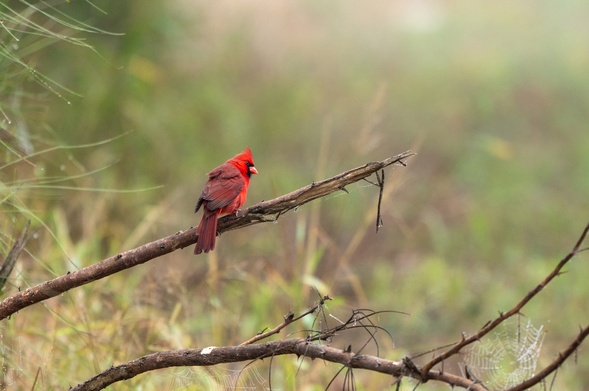 Northern Cardinal - ML646634901