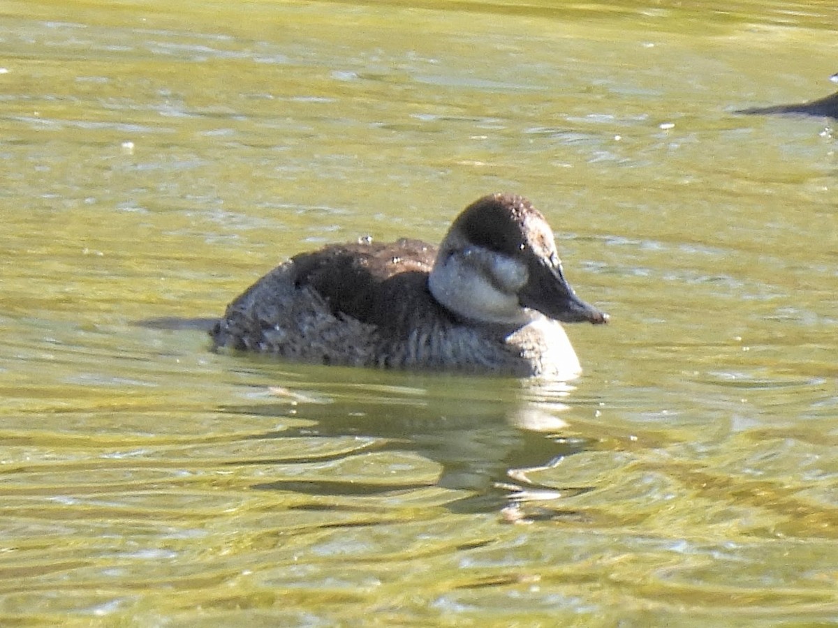 Amerika Dikkuyruğu - ML646634903