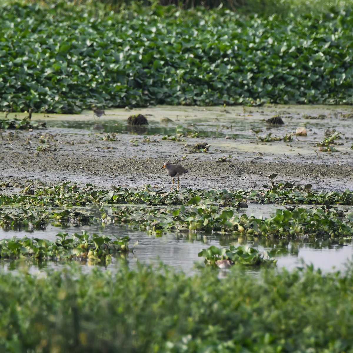 Gray-headed Lapwing - ML646634904