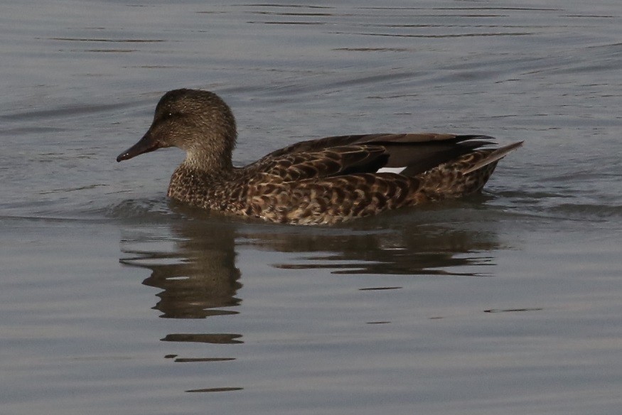 Нерозень - ML646634905