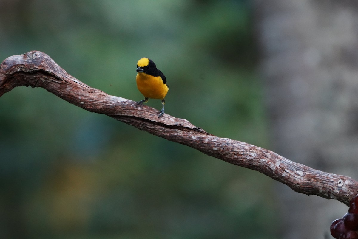 Thick-billed Euphonia - ML646634907