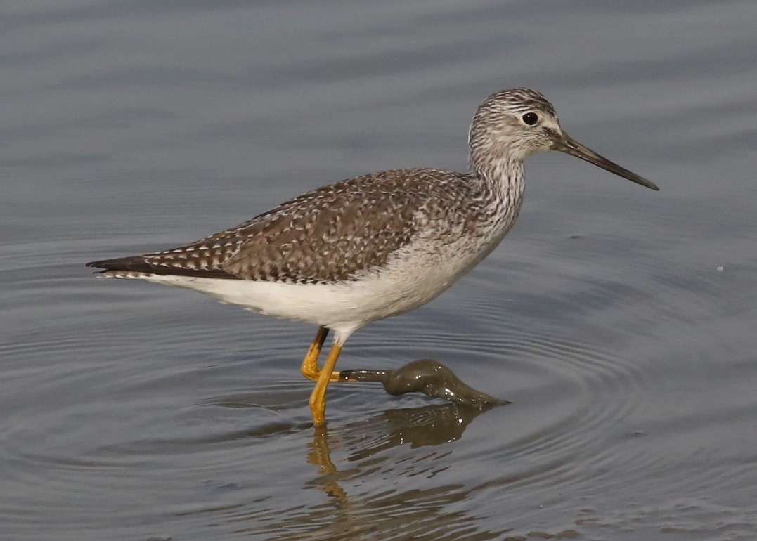 Коловодник строкатий - ML646634909